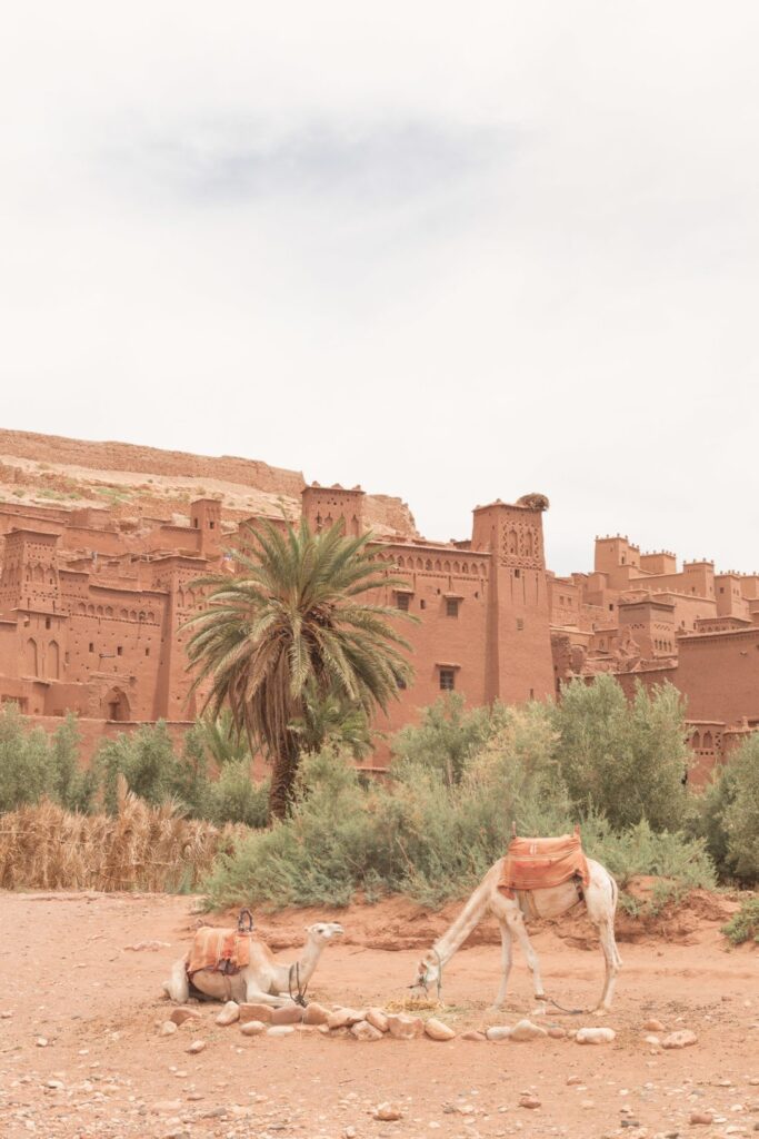 Two camels stand in front of Ait Ben Haddou Kasbah during one of the best day trips from Marrakech